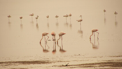 Flamants roses dans un &eacute;tang de Camargue (Provence-France)