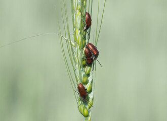 The May Bug or Common Cockchafer, a harmful pest of cereal crops, Melolontha melolontha