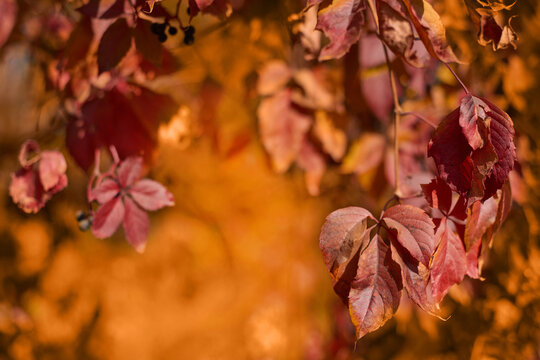 fall leaves background. Red leaf of wild maiden grapes on blurred multicolored natural backgroun. shallow depth of field of Parthenocissus