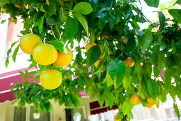 Yellow ripe grapefruit on a tree branch in the orchard