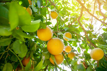 Yellow ripe grapefruit on a tree branch in the orchard