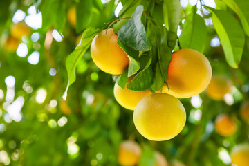 Yellow ripe grapefruit on a tree branch in the orchard - obrazy, fototapety, plakaty