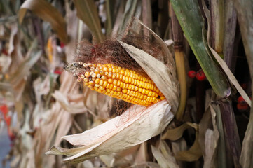 corn after harvest season. dry leaves. still life with rowan