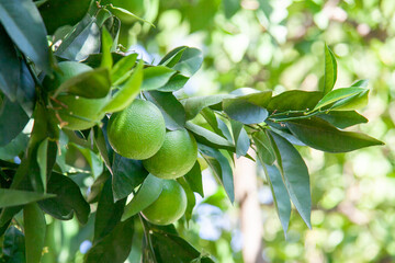 Green unripe grapefruit on a tree branch in the orchard