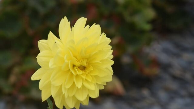 Dahlia à fleurs jaunes.