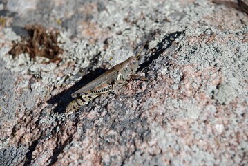 A large grasshopper on a rock 