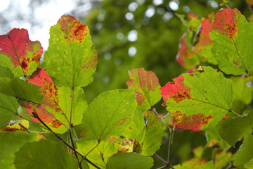 mushroom, forest, autumn, nature, fungus, fungi, brown, food, mushrooms, woods, wild, wood