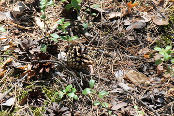 pine cones on the ground in the forest