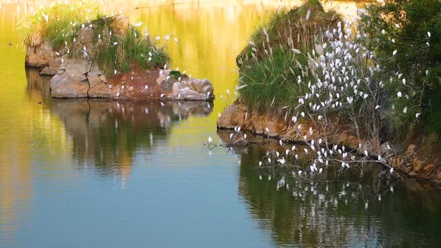 Sleeping Cattle Heron (Bubulcus ibis) in Cantabria, Spain, Europe