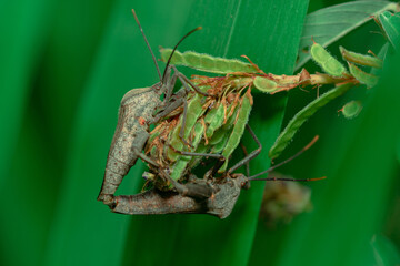 this animal is a very dangerous pest on rice crops, in Indonesia it is called the name 