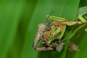 this animal is a very dangerous pest on rice crops, in Indonesia it is called the name 