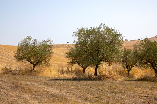 Asciano (SI), Italy - August 02, 2021: A olive tree in a typical scenary of Crete Senesi, Asciano, Siena, Tuscany, Italy