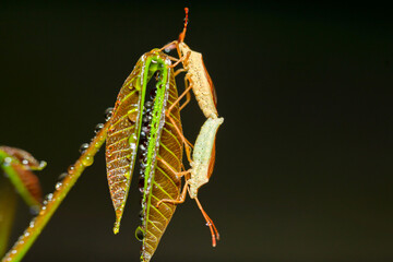 this animal is a very dangerous pest on rice crops, in Indonesia it is called the name 