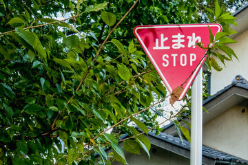 Japanese stop sign with tree branches and leaves on it. / 木の枝と葉っぱがかかった日本の止まれの道路標識