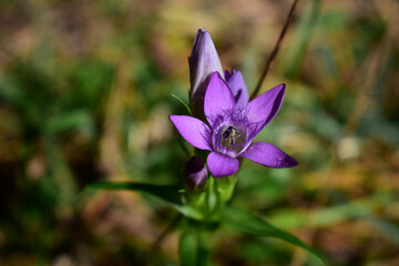 Gentianella austriaca, Österreichischer Kranzenzian, mit lila Blüten, radiärsymmetrisch