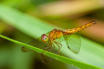 Capung (Indonesia) or Dragonflies are a group of insects belonging to the Odonata nation. has four me transparent and a long needle-like body.