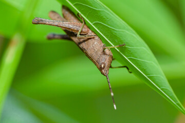 The small swamp grasshopper (Stethophyma grossum), an endangered species of insect unique to wet meadows and marshes