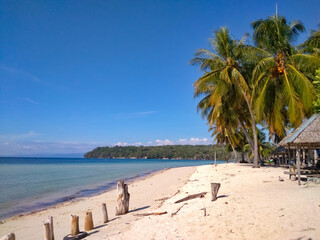 beach with palm trees