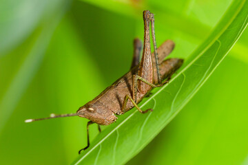 The small swamp grasshopper (Stethophyma grossum), an endangered species of insect unique to wet meadows and marshes