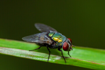 the green fly is taken from the buttocks.
green fly back