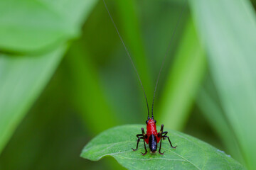The small swamp grasshopper (Stethophyma grossum), an endangered species of insect unique to wet meadows and marshes