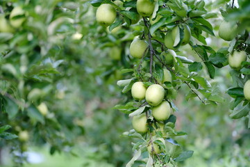 収穫を迎えた青リンゴ栽培の風景（王林）