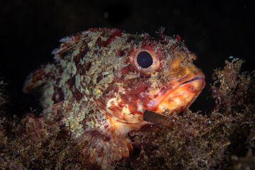 Fototapeta na wymiar Close up detail of Scorpionfish in Mediterranean Sea