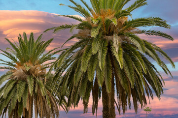 Close-up of two Canary Islands Date Palms against a moody purple and blue cloudy sunset. - Powered by Adobe