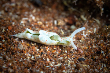 Spotted Elysia Nudibranch in the Mediterranean Sea