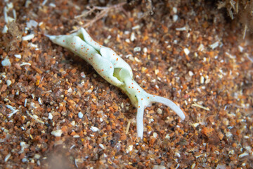 Spotted Elysia Nudibranch in the Mediterranean Sea
