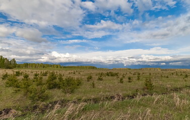 Field, grass and trees in summer against a blue sky with white clouds