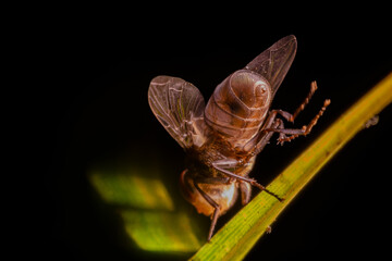 the green fly is taken from the buttocks.
green fly back