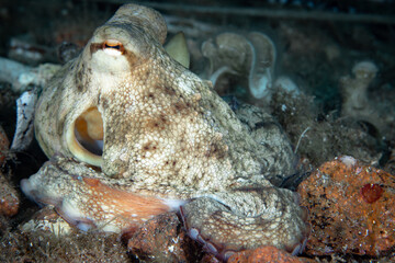 Octopus in the Mediterranean Sea in the French Rivierra