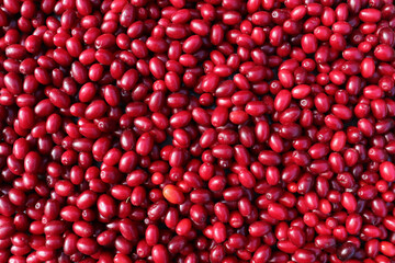 Cornus mas . Cornelian cherry or European cornel is a shrub with red fruits that is also often wild. He is also one of the medicinal plants.