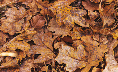 autumn fallen leaves on the ground