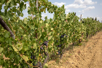 Fototapeta na wymiar Montepulciano (SI), Italy - August 02, 2021: Grape vineyard near Montepulciano town, Tuscany, Italy