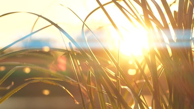 Slow motion closeup of grass silhouette over beautiful sunset nature background