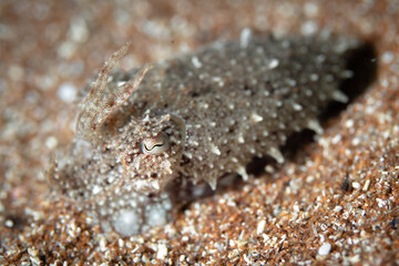 Close up detail of cuttlefish - Sepia camouflaging with its surrounding in the Mediterranean Sea