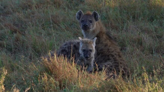 Spotted Hyena - Crocuta crocuta suckling scavenger female with the young cubs in the park. Beautiful sunset or sunrise in Amboseli in Kenya, suckling or breast-feeding scavenger in the grass savanna.
