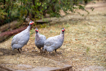 rooster on the farm