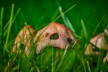 Mushroom that grows on a meadow at autumn in the sunshine.