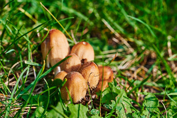 Mushroom that grows on a meadow at autumn in the sunshine.