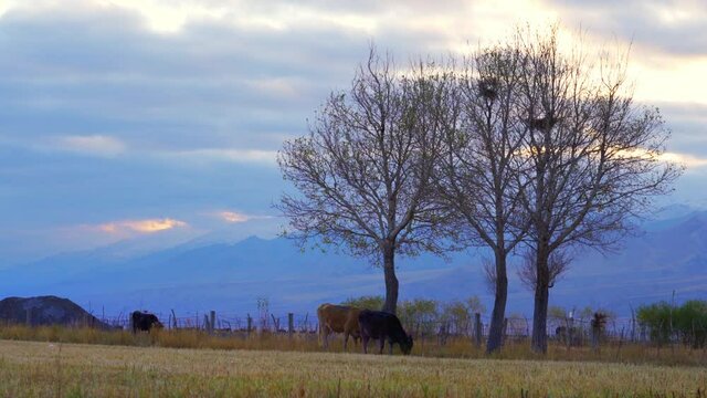 Cows graze in the garden at dawn behind the trees