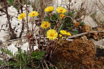 yellow flowers in the grass