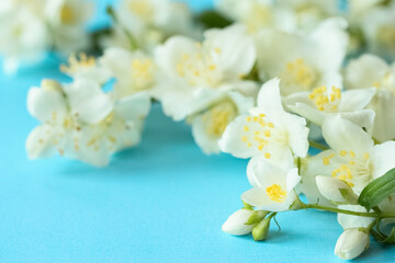 jasmine flowers macro on a blue background. background with fragrant jasmine flowers in close-up.