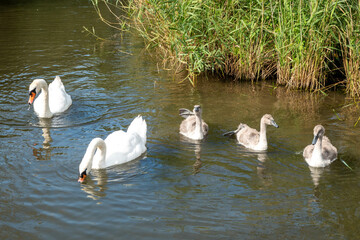 swans with their cygnets on the river