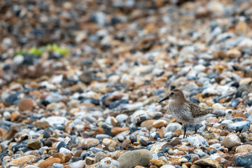 dunlin a small wader on a pebble beach