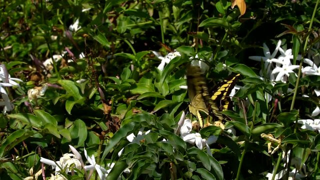 A Papilio thoas butterfly flying over white flowers.