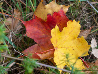 Colorful leaves in the autumn in the park