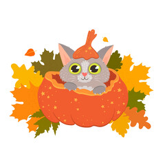 Cute gray cat in a pumpkin. autumn mood